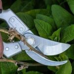 heavy duty stainless steel pruning shear which is a necessary tool for any gardene